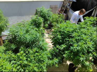 No entanto, há duas exceções: o uso ritualístico-religioso e o uso medicinal.