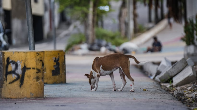 Animais estão sendo abandonados no Centro de Zoonoses de Juazeiro do Norte