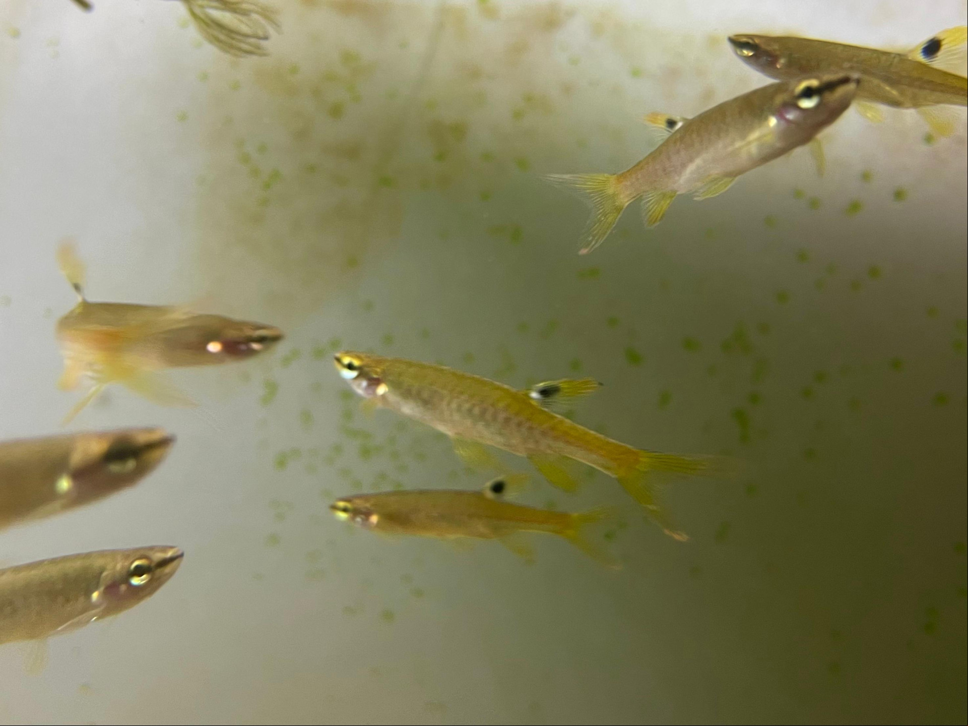 Peixe Tetra Splash (Copella Arnoldi), estudado por pesquisador da Universidade Federal do Pará (UFPA)