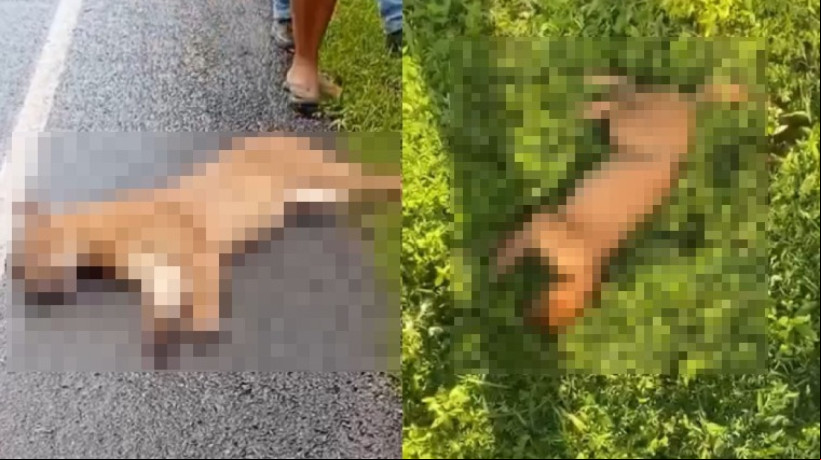 O animal que foi atropelado no último sábado, 31, seria o terceiro caso no mês de maio na região de Morrinhos